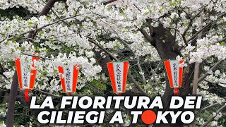 Lo spettacolo della FIORITURA DEI CILIEGI A TOKYO [upl. by Sterling]