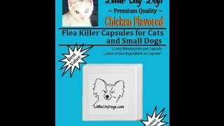 Little City Dogs Product Review Noreens Kitchen [upl. by Daniala109]