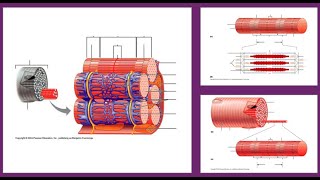 Anatomy of the Myofiber and Myofibril  Identify the structures with me [upl. by Gilmour]