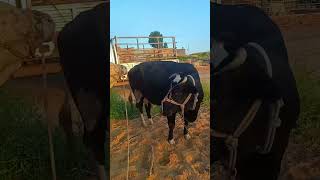 Record the daily life of cattle breeders Camel 494 [upl. by Barbuto273]