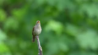 House Wren Singing [upl. by Idelson]