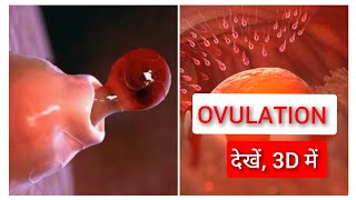 Ovulation and Menstrual Cycle Basics 3D in Hindi [upl. by Hahseram]