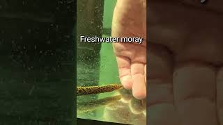 Gymnothorax polyuranodon aka freshwater moray [upl. by Eylhsa496]