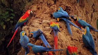 Documentary of Macaws parrots  Natural wild life jungle life of Large parrots [upl. by Yaral]