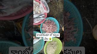 కంబోడియా 🇰🇭 లో కప్పల మార్కెట్టు  Cambodia Local Market Selling Frogs 🐸 🤮 Ram The Traveller [upl. by Okime]