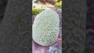 What Is the Brain Coral facts [upl. by Coralyn]