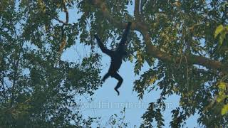 Hoolock Gibbons have a swinging time in Assam [upl. by Younger]