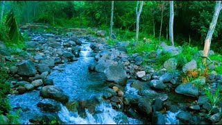 Relax Your Mind in Green Forest Listen Sounds of Nature Murmuring Stream and Chirping Birds ASMR [upl. by Gillmore749]