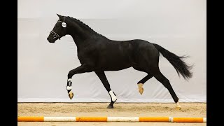 KWPN Hengstenkeuring 2023 RENOIR by Le Formidable [upl. by Nortal114]