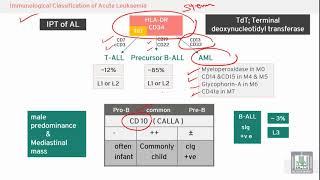 Pathology Hematology  11  Hybrid acute leukemia amp Immunological classifications [upl. by Aisatnaf]