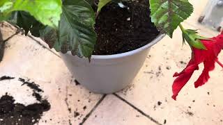 PLANTING FLOWERING AND NON FLOWERING PLANTS [upl. by Elsy]