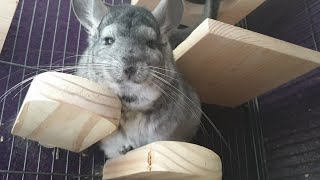 Common Chinchilla Sounds [upl. by Cruz]