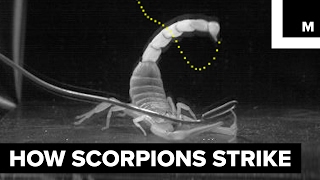 How scorpions sting [upl. by Goulden976]