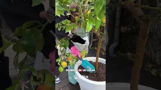 🍋 Cómo tener un ÁRBOL DE LIMÓN en casa fácil y rápido 🌱 plantas [upl. by Enilaf]