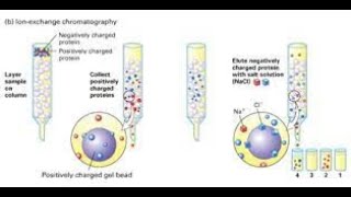 Protein Purification Techniques [upl. by Ekaj]