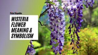 Wisteria Flower Meaning amp Symbolism [upl. by Sweeney]