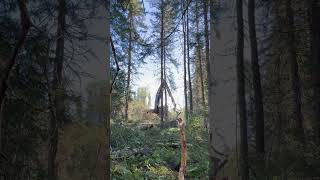 logging quebec forestry wood forestmachine forestrymachinery foresterie🌲 tigercat logmax [upl. by Anaiv]