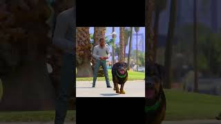 GTA V Franklin save chop and his friends From biggest Gorilla in GTA 5 🤯 [upl. by Farl581]