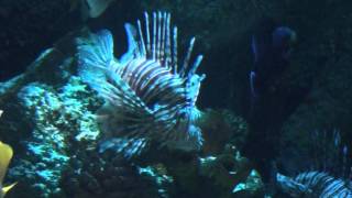 Volitans Lionfish Pterois volitans  Tropical Fish [upl. by Nixon]