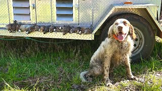 Quail Hunting in South Georgia [upl. by Nonregla814]