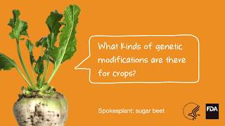 Agricultural Biotechnology What Kinds of Genetic Modifications Are There For Crops [upl. by Zwart]