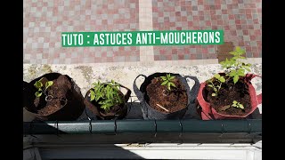 TUTO  COMMENT ÉVITER LES MOUCHERONS [upl. by Eleonora]