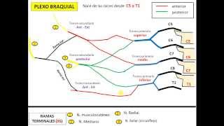 PLEXO BRAQUIAL rápido y sencillo descarga la presentación GRATIS [upl. by Timmons46]