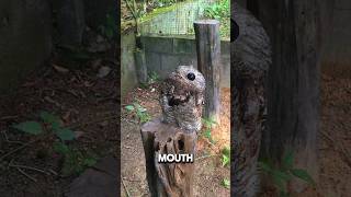 Potoo  Natures Stealthy Ninja [upl. by Ahsilac]