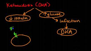 Pathophysiology of Diabetes Mellitus [upl. by Ykroc]