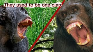 The first recorded war between nonhuman primates  Gombe Chimpanzee War [upl. by Beaver716]