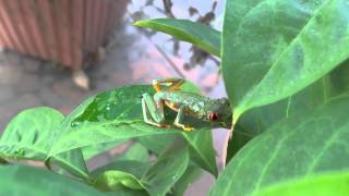 Agalychnis callidryas  Redeyed Tree Frog Video 03 [upl. by Anwahs151]