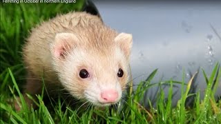 Ferreting in the UK [upl. by Imena]