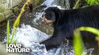 Starving Spectacled Bear Masters Fishing on His Own  Love Nature [upl. by Rolyak933]