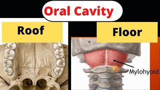 13 Anatomy of the Oral Cavity Mylohyoid muscle and Palate [upl. by Michaeline477]