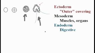 Biolgy Germ Layers Endoderm Mesoderm Ectoderm [upl. by Early]