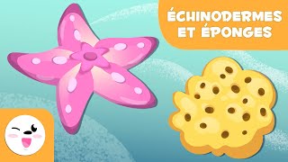 Les échinodermes et les éponges pour les enfants  Les animaux invertébrés  Sciences naturelles [upl. by Sperry]