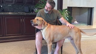 Why To Get A Rhodesian Ridgeback [upl. by Patience724]