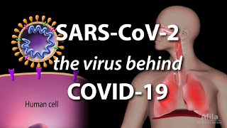 Understanding the Virus that Causes COVID19 Animation [upl. by Fredette]