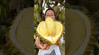 Amazing Durian Fruit Farming  World Smelliest Fruit shorts fruit youtubeshorts [upl. by Ainit21]