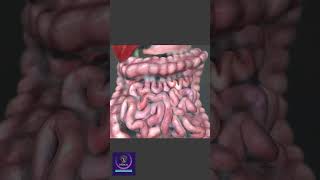 Peristalsis in Large Intestine shorts animation [upl. by Paquito]