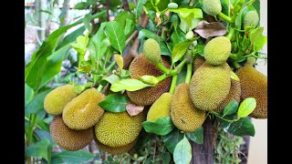 Can You Grow Jackfruit Trees In Pots  Jackfruit In Northern Planting Zone [upl. by Almena]