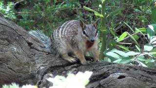 Numbat [upl. by Anselmi]