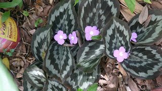 Care of Beautiful Plant Pickok ginger Kaempferia laotica plant [upl. by Oisacin]