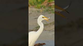 Unlucky fish comes eye to eye with a great egret who ultimately swallows it whole [upl. by Doralia69]