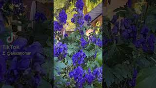 Aconitum fischeri also known as Fisher’s Monkshood is a flower of striking beauty and myst [upl. by Salamanca]