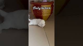 17days old babybichon learning how to walk pao’s cute adorable babies [upl. by Lucine]