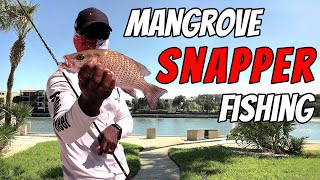 How to Catch Mangrove Snapper Using Their Preferred Bait [upl. by Lat575]