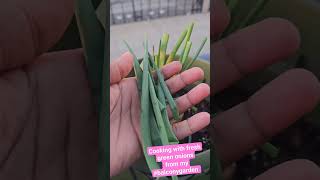 Cooking with fresh greenspring onions from my balconygarden gardening growingvegetables garden [upl. by Shaylynn]