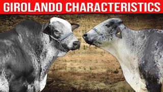 🔴  DAIRY COWS  GIROLANDO CATTLE Characteristics ✅ Biggest Bulls And Cow [upl. by Obnukotalo]