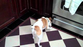 Dolly the Jack Russell Terrier vs Babble Ball [upl. by Aenad]